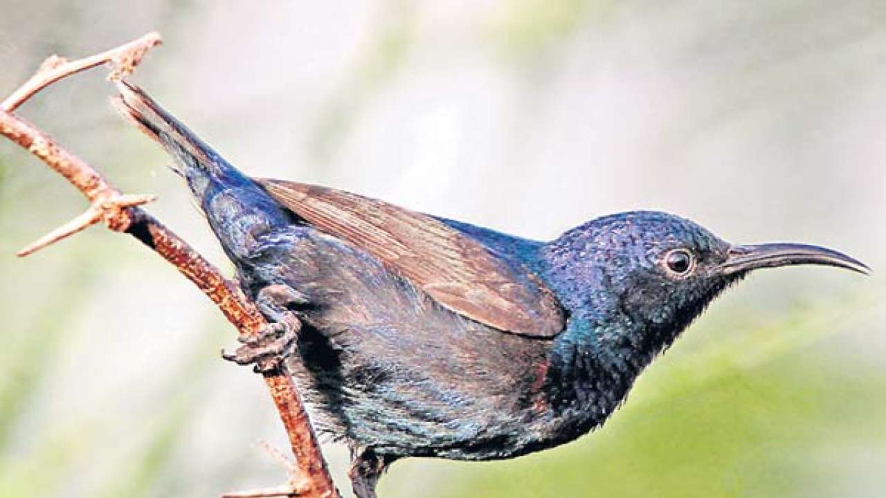 A tale of Gujarat's migratory birds