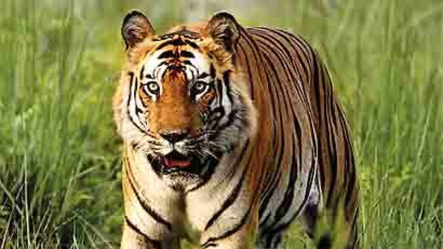 Massive hype around Bengal Tiger - Hollywood News 