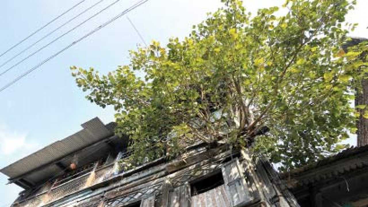 This tree's bark gives residents sleepless nights