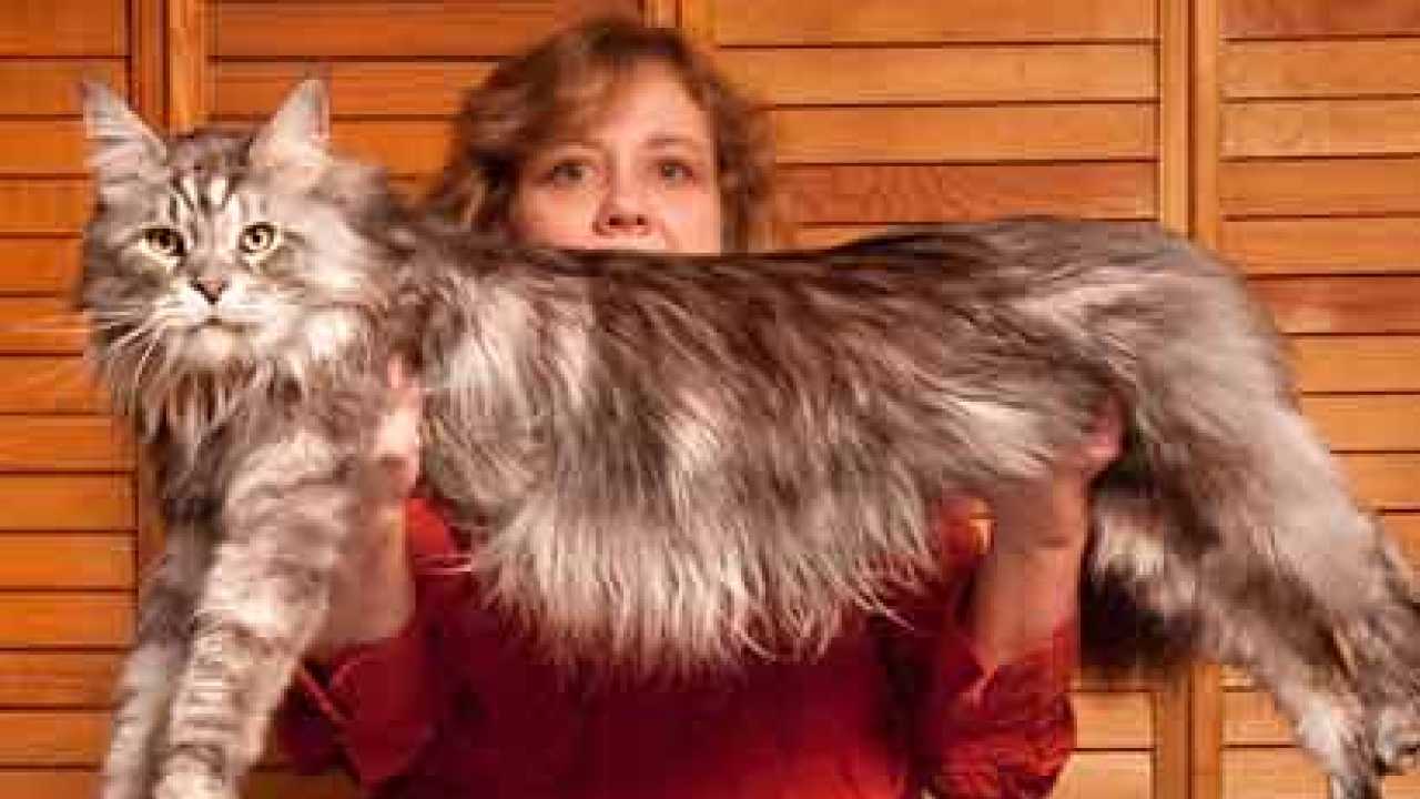 World’s longest cat Stewie succumbs to cancer