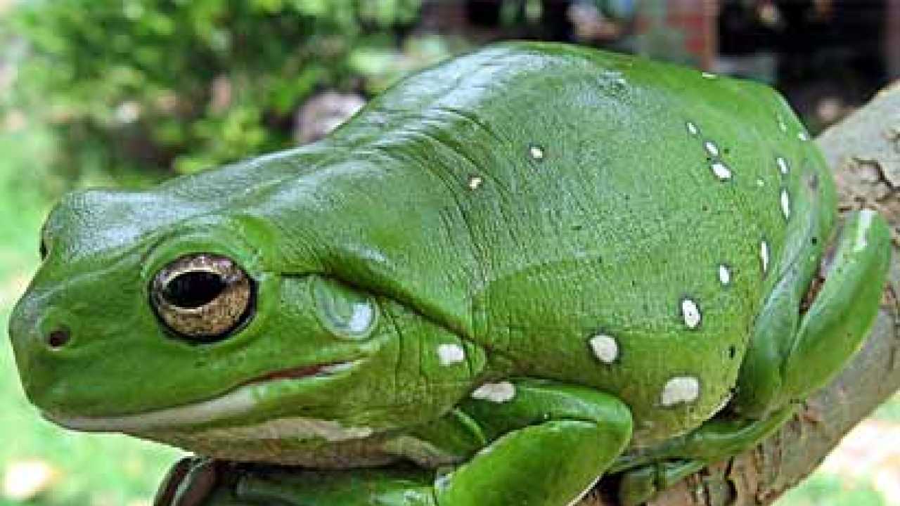 Dna Of Extinct Frog Revived