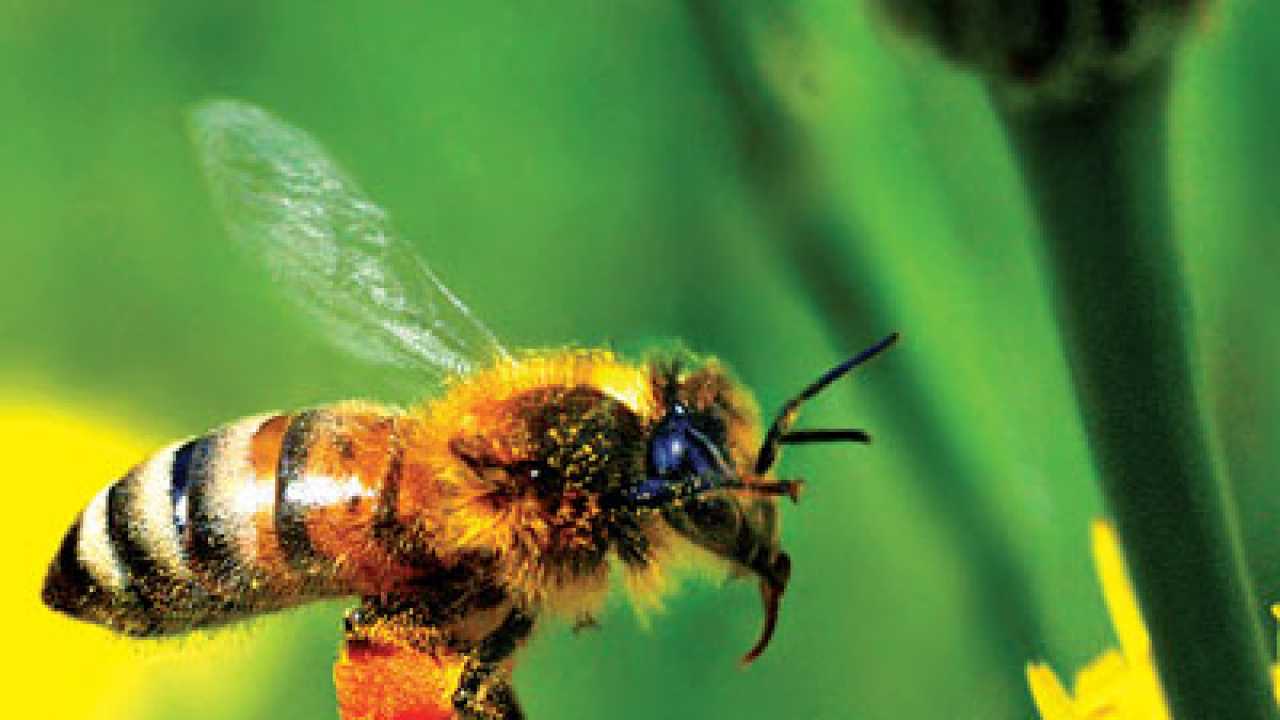 Are Bees Attracted To Certain Colours 