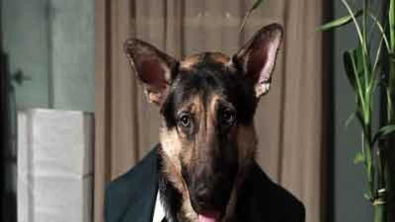 Video of dog eating like a human goes viral