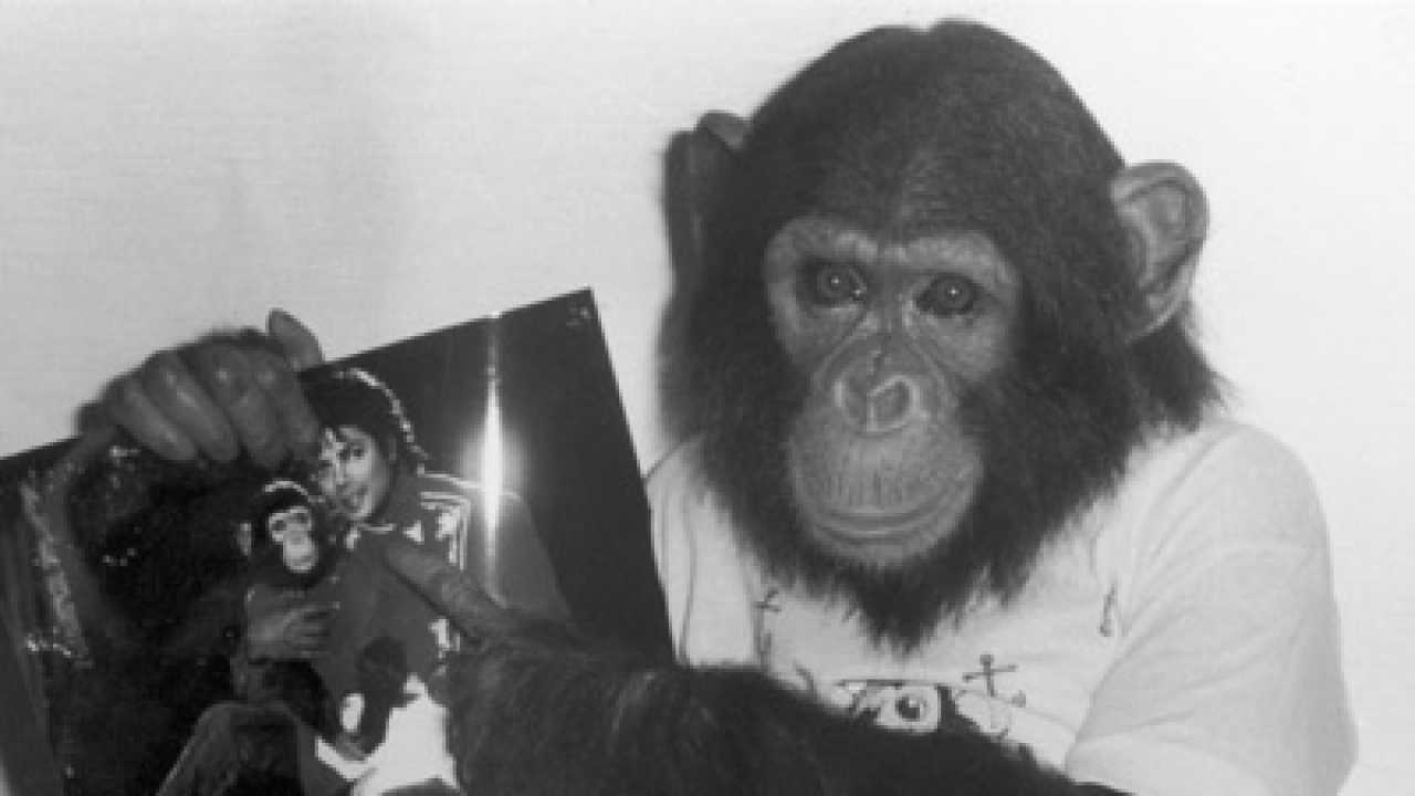 Michael Jackson's pet chimp Bubbles abandoned by his family