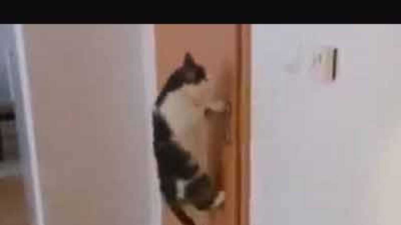 Video of cat opening 5 doors goes viral on YouTube