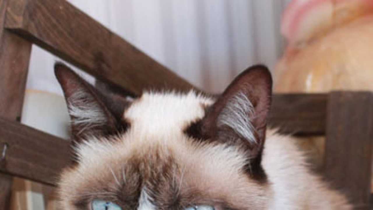 Grumpy Cat gets a Hollywood break!