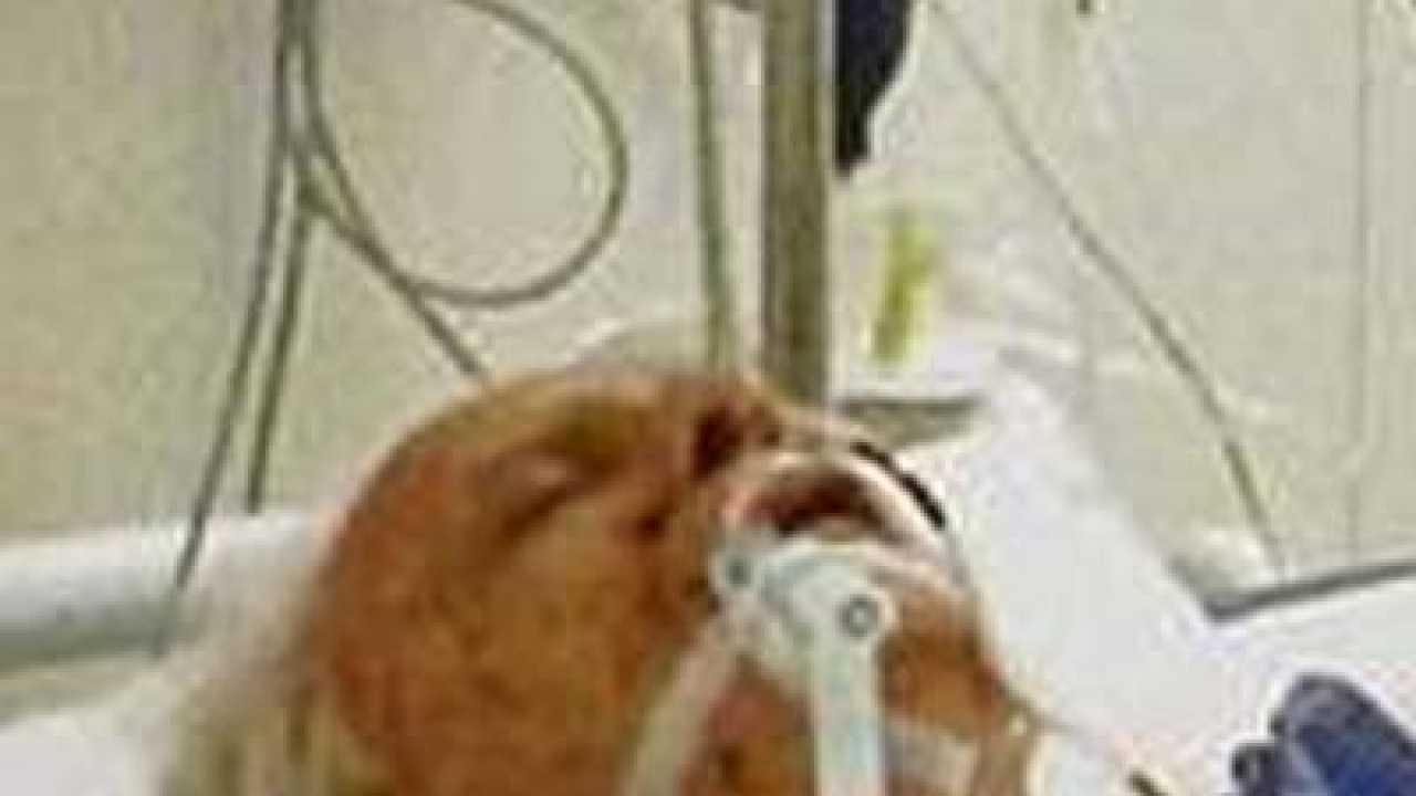 Vc shukla shows signs of improvement, still in icu