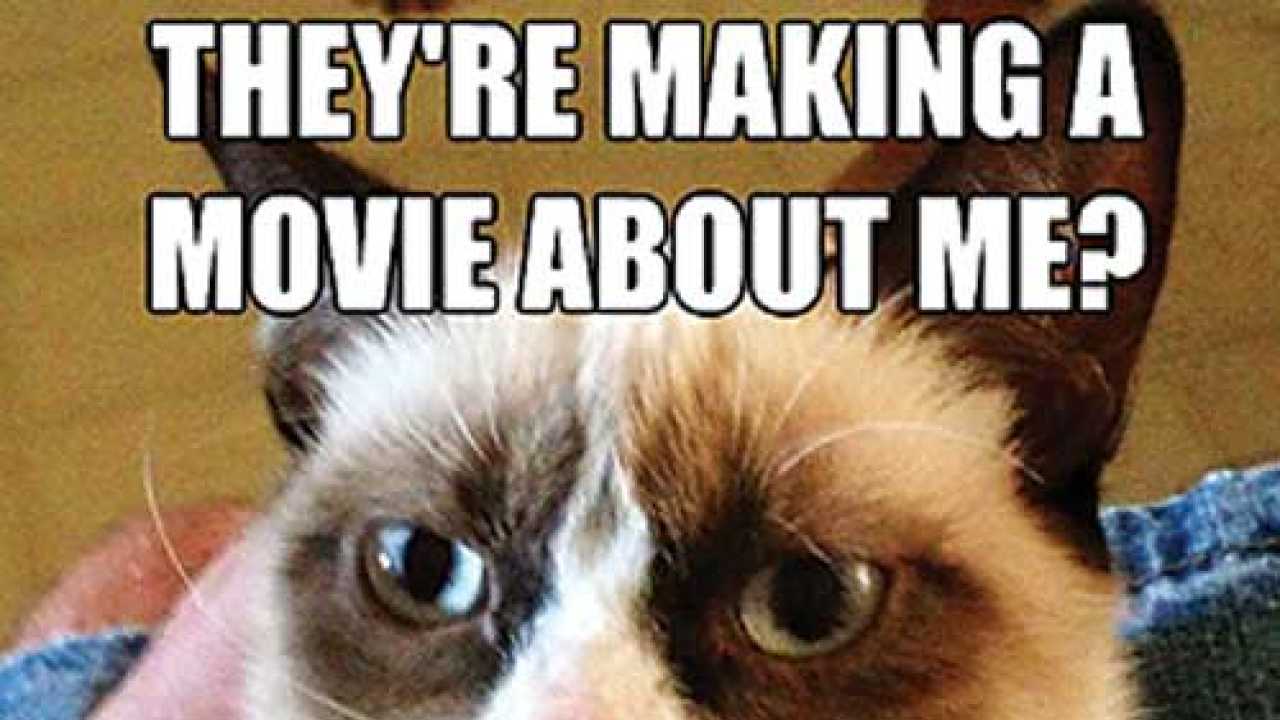 Look out, Grumpy Cat: Garfi 'angry cat' photos go viral