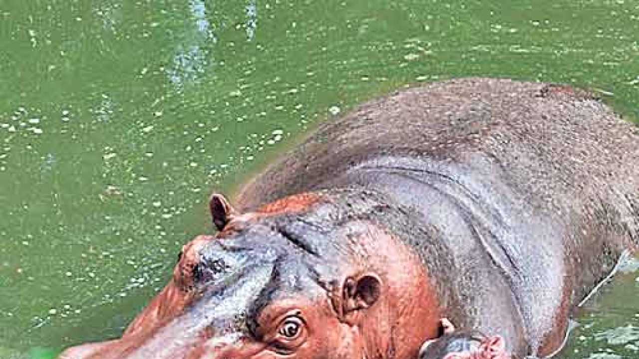 Hippos no longer hip & happening at zoos