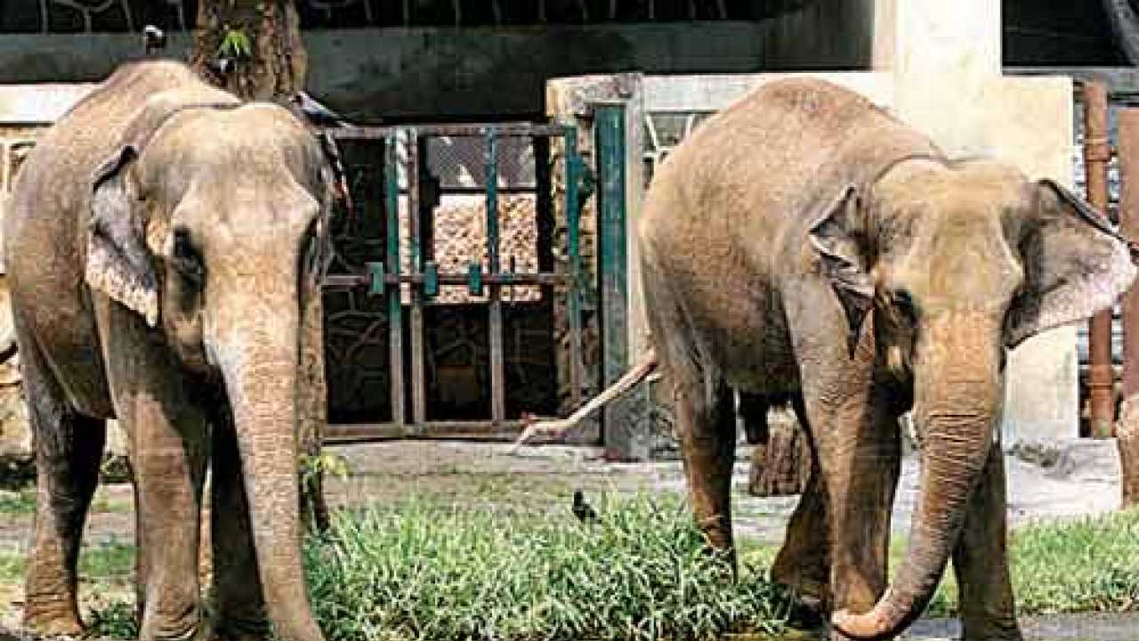 Mumbai's beloved elephants will stay put