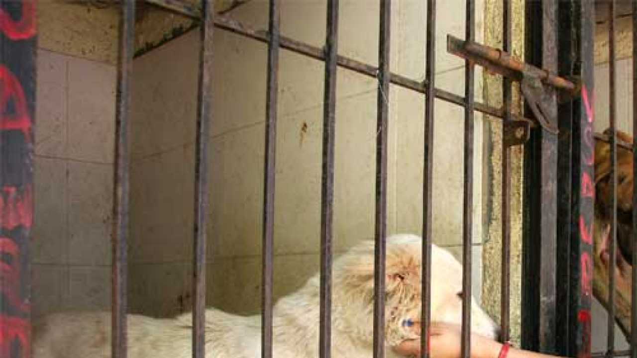 Stray dogs to get new homes