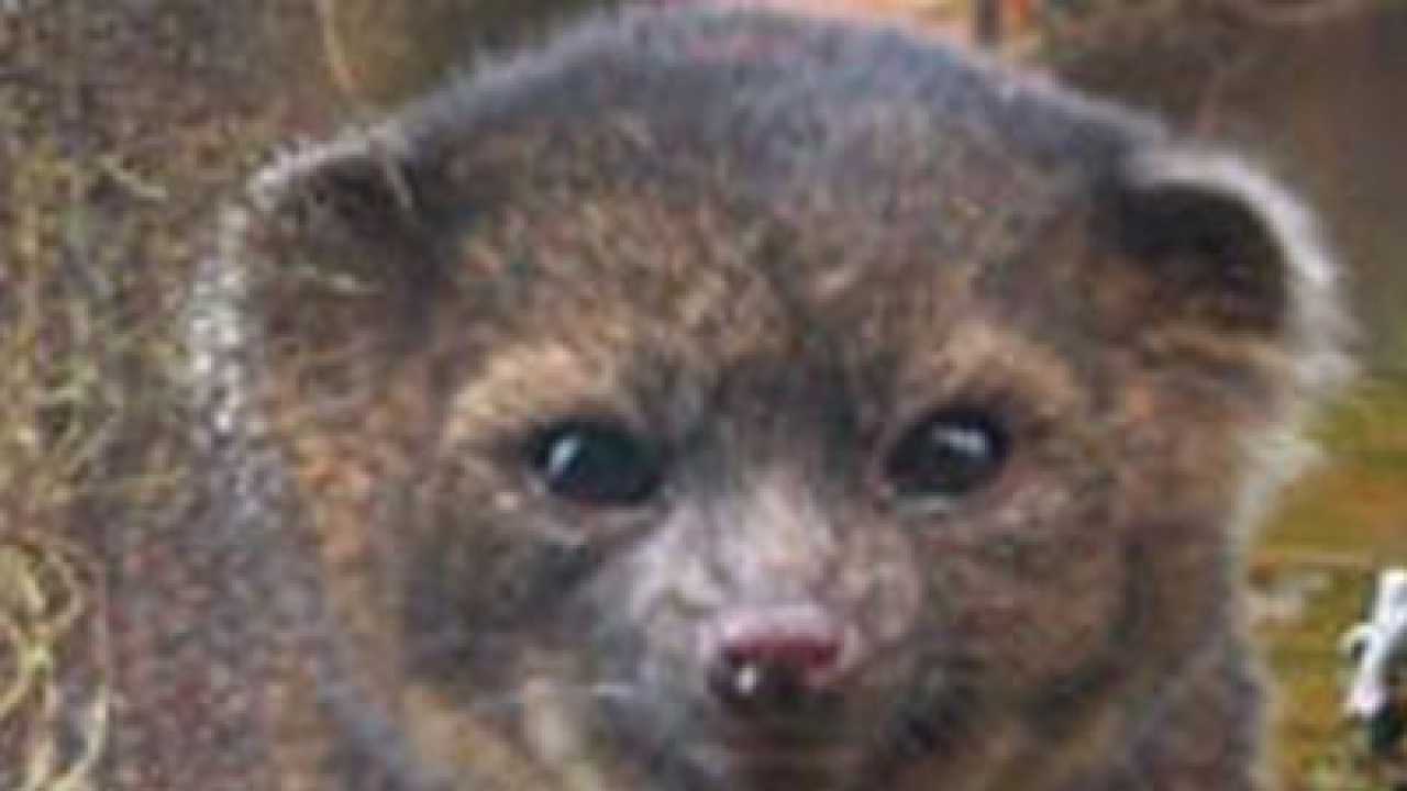 'Olinguito', the cutest new animal species