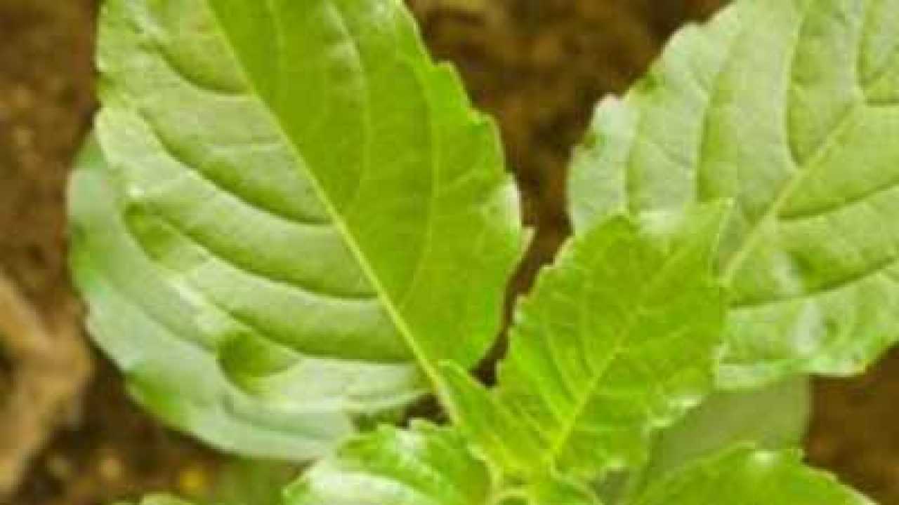 tulsi leaves benefits