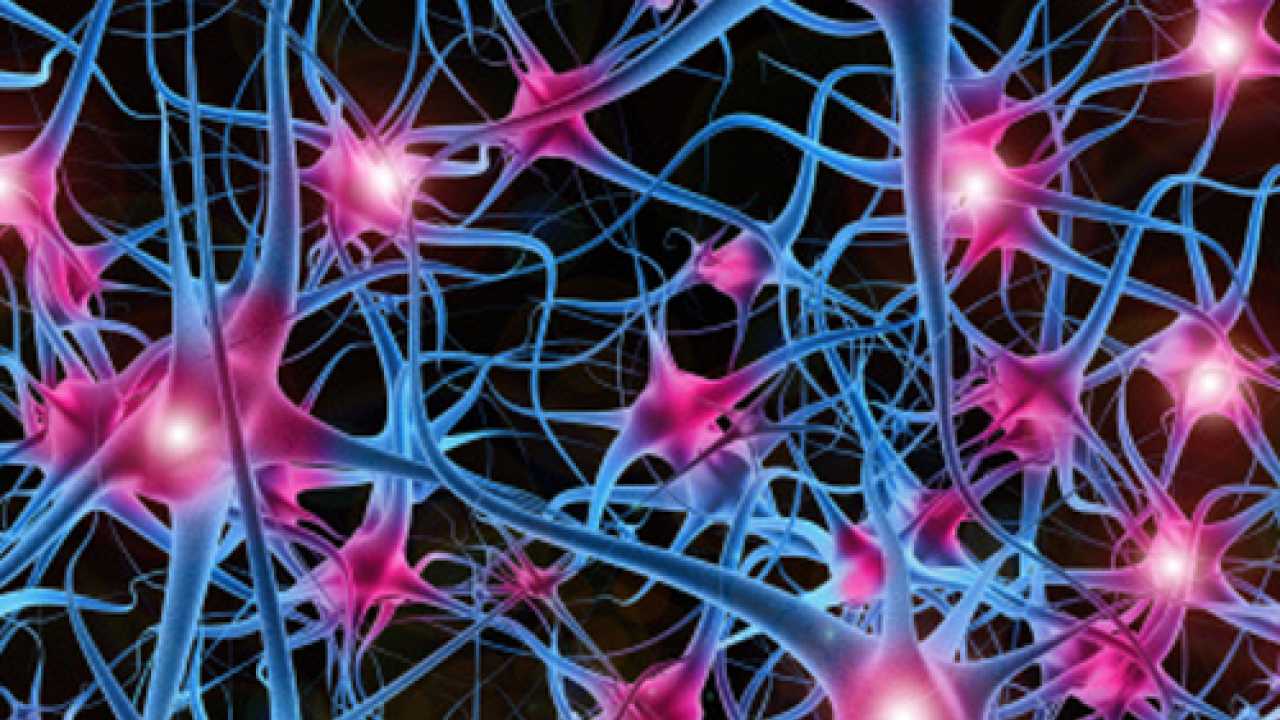 How neurons enable us to behave differently to food smells