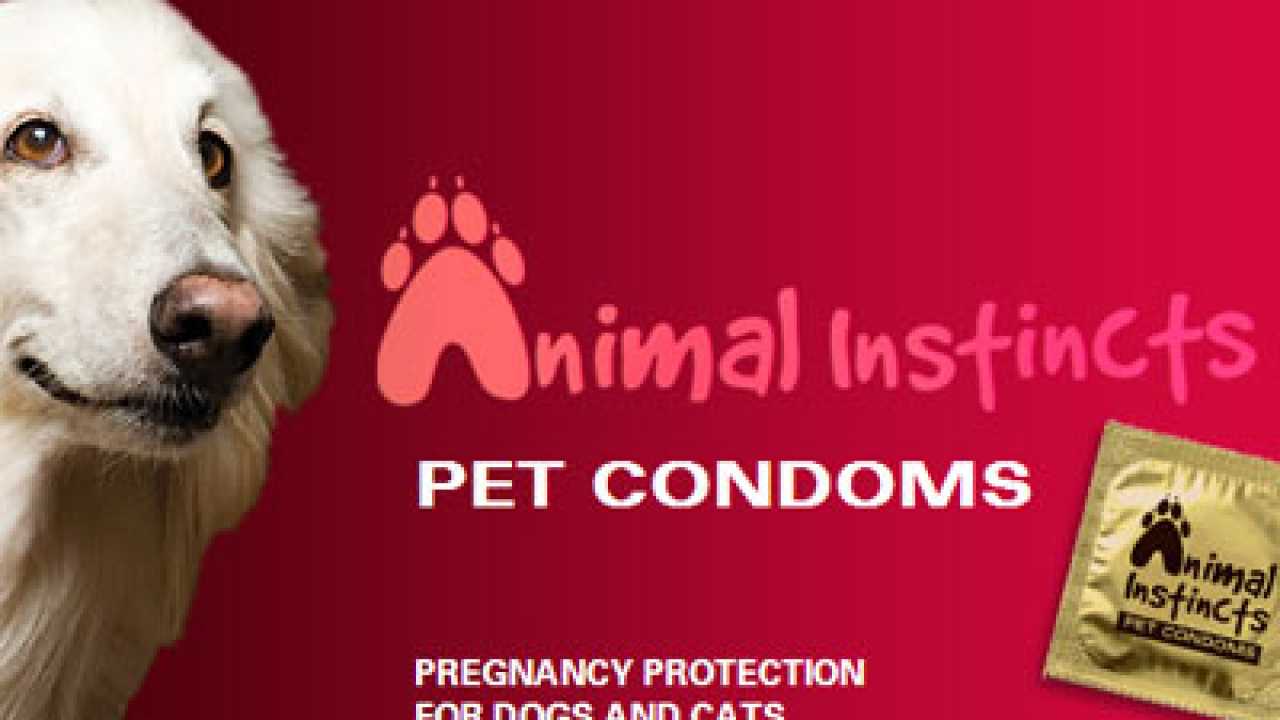 Pet condoms to minimize unwanted animal births?