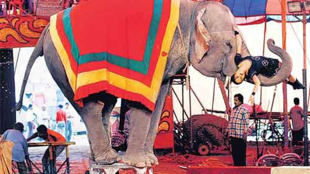 The dilemmas behind the disappearing act of the great Indian circus The dilemmas behind the disappearing act of the great Indian circus
