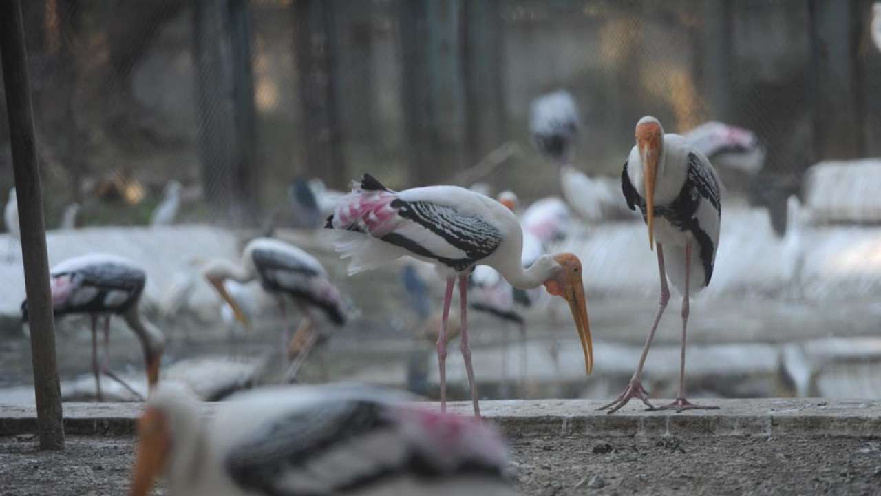 Exotic Birds Galore At Byculla Zoo In Mumbai