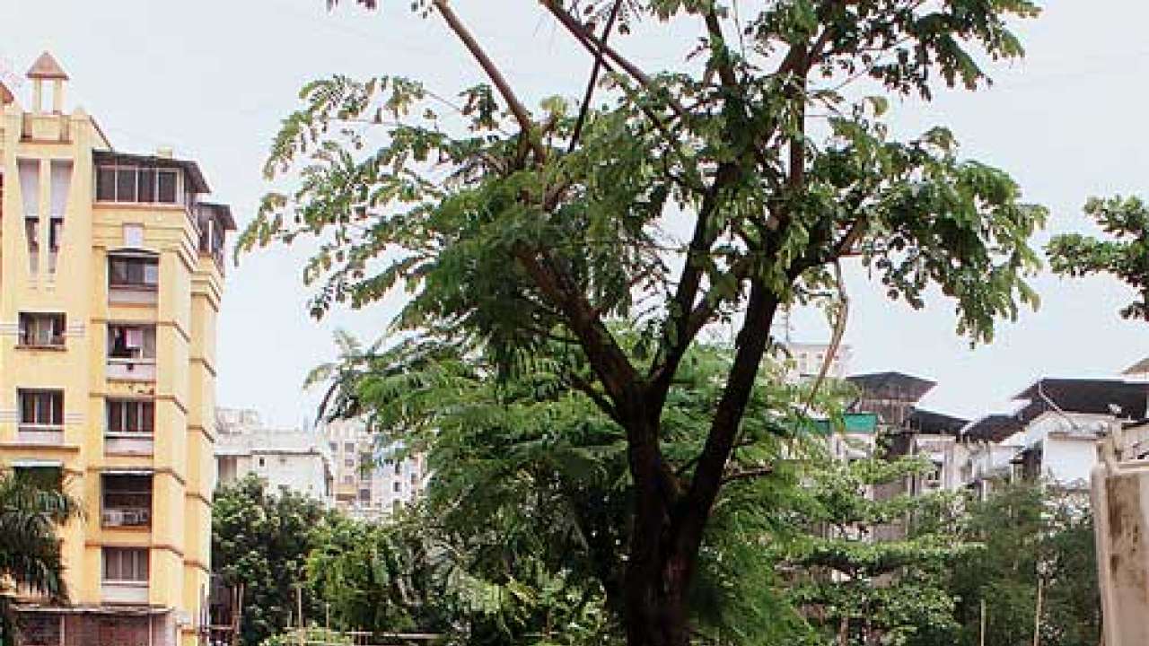 Finally, BMC set to start tree census in Mumbai