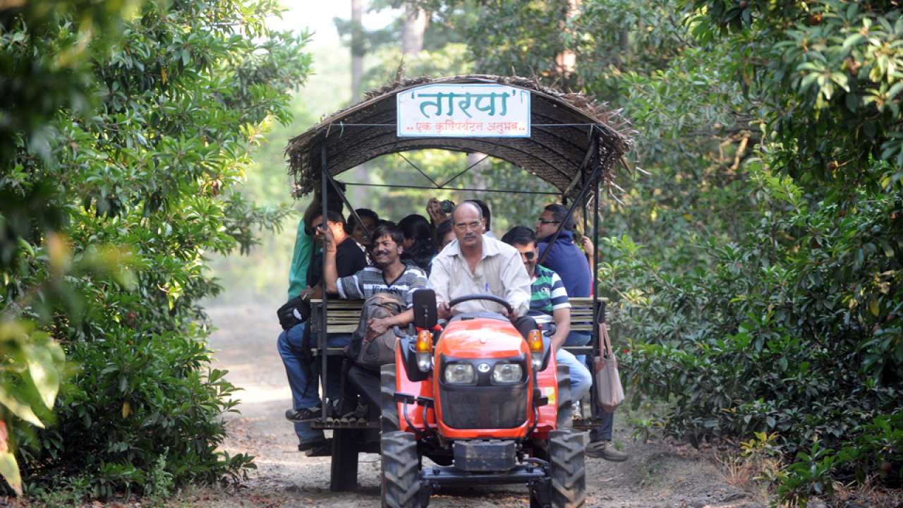 bordi chikoo festival bordi chikoo festival