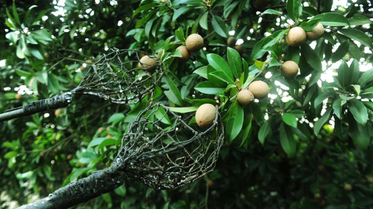 Chikoo Festival In Dahanu Shows Off The Fruit In A Unique Way A delicious and nutritious fruit almost only grown in the outskirts of mumbai by tribals.