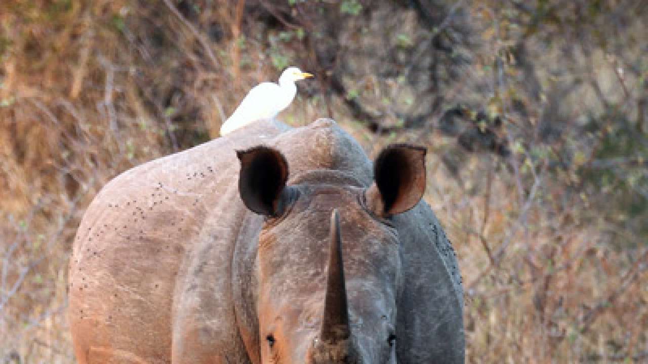 Military tactics, tools to save africa's white rhino from poaching