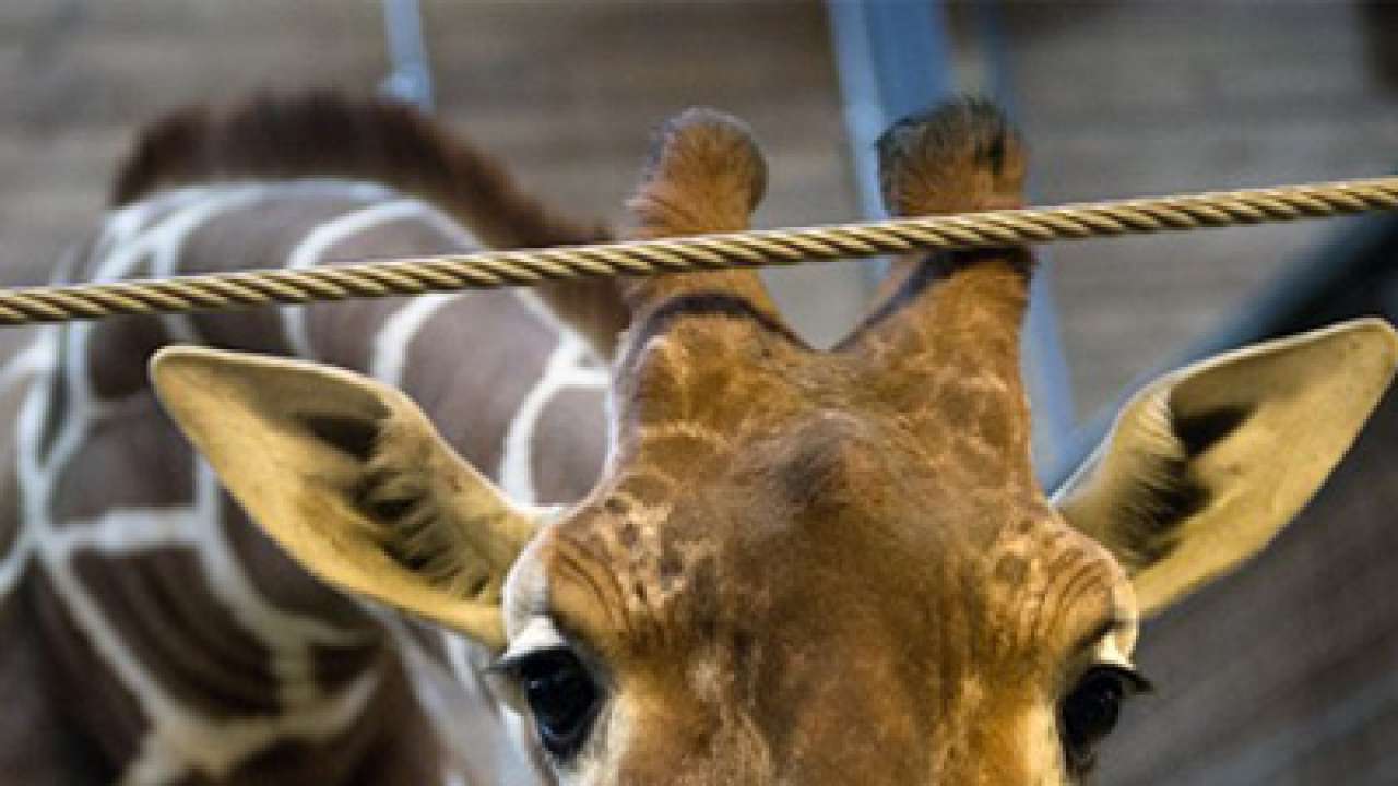 Copenhagen Zoo staff get death threats after killing giraffe Marius