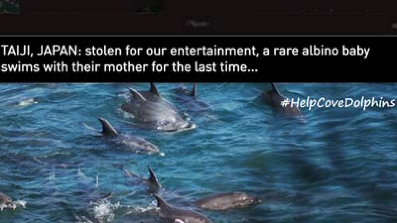 Taiji Cove: 250 bottlenose dolphins await slaughter or captivity