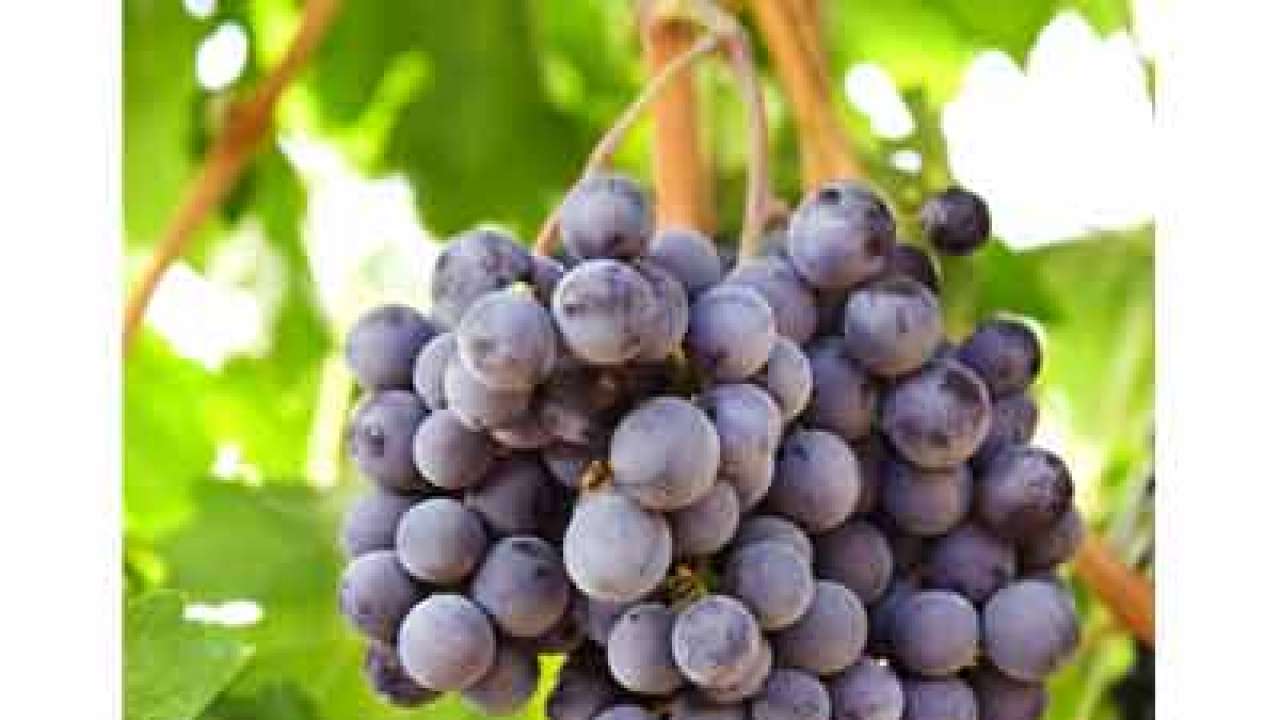 Grapes to do away with acne, skin dryness