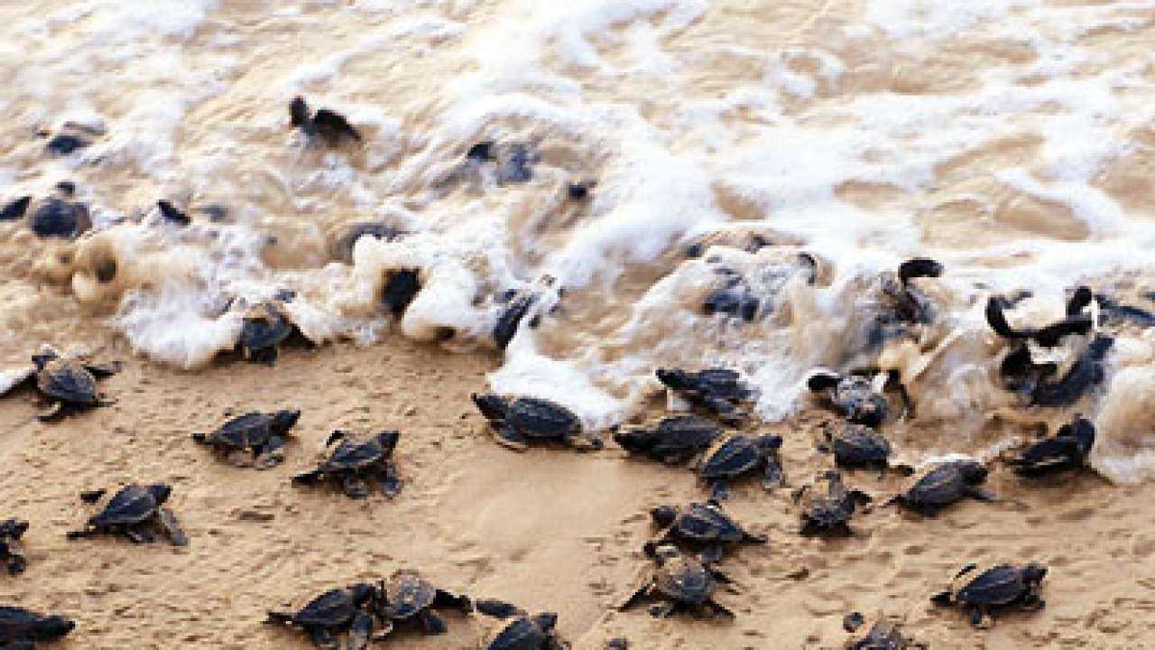 Dangerous shores for turtles