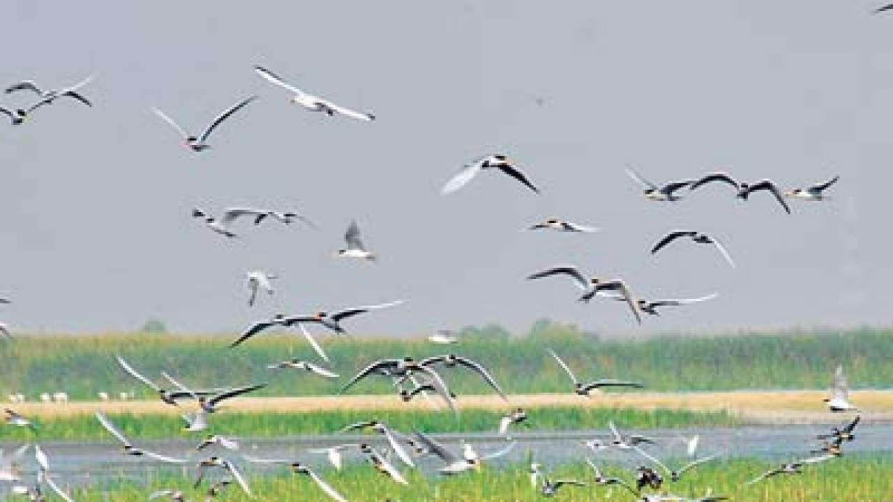 dna special: Narmada water a killjoy for birds even in Vadhvana