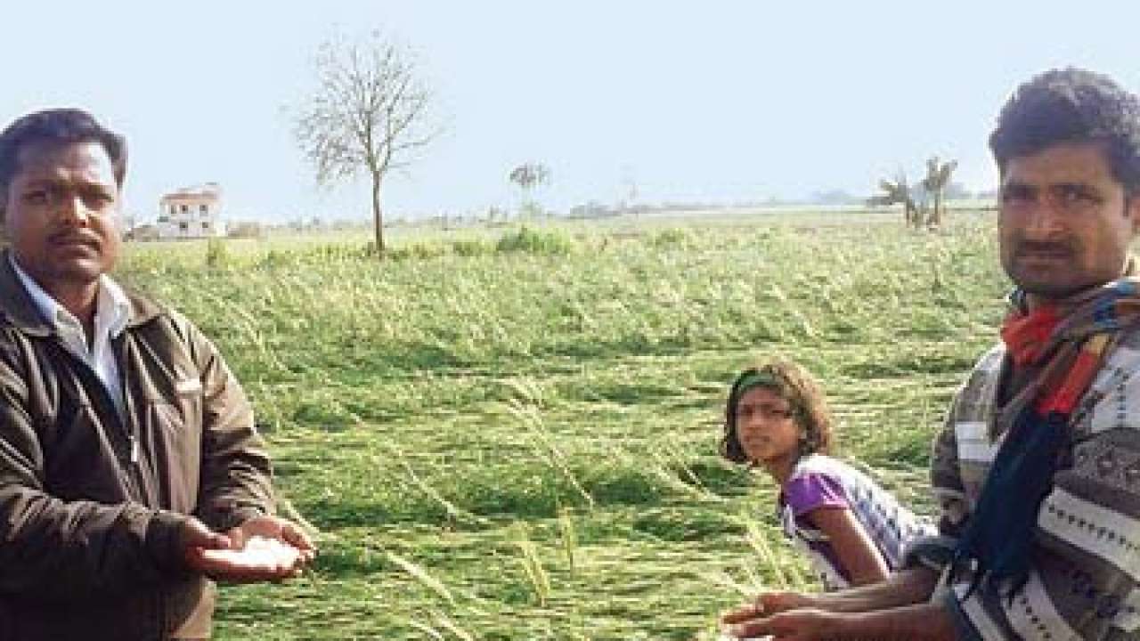 Hailstorms, rain destroy crops in Marathwada, Nashik