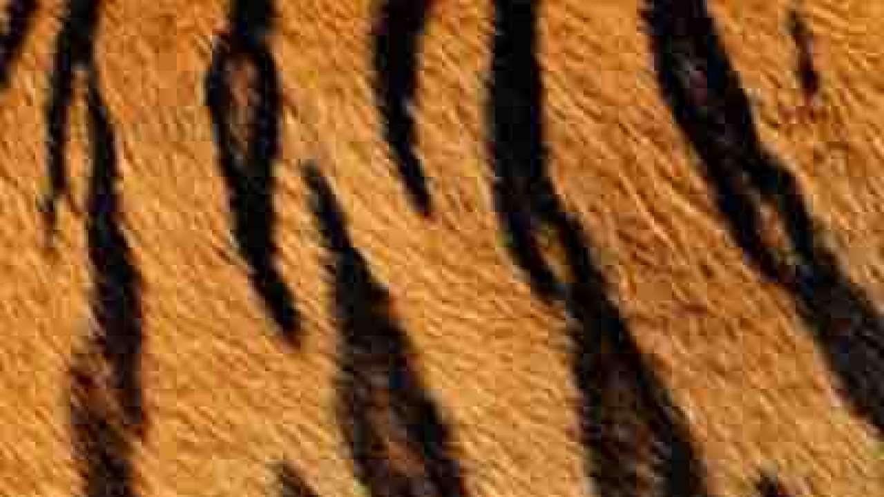 tiger skins skin maharashtra seized suspected arrested seven getty india
