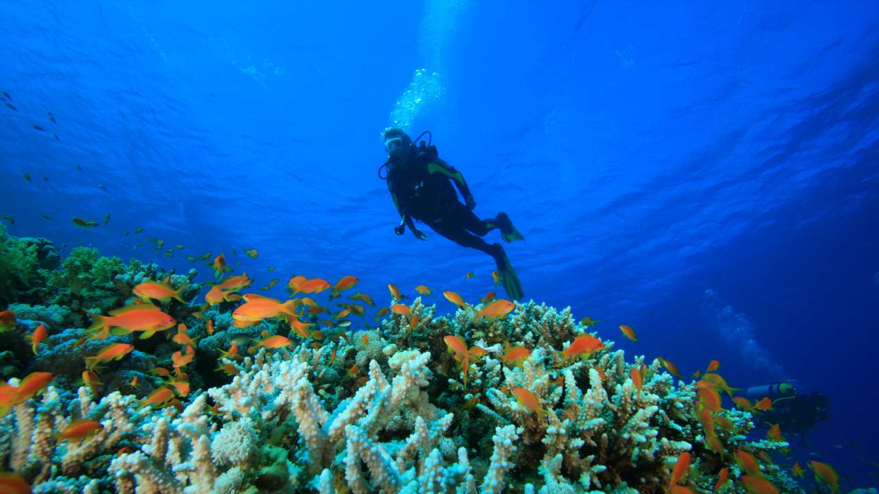Why are the Andamans and Lakshadweep the top diving destinations in India?