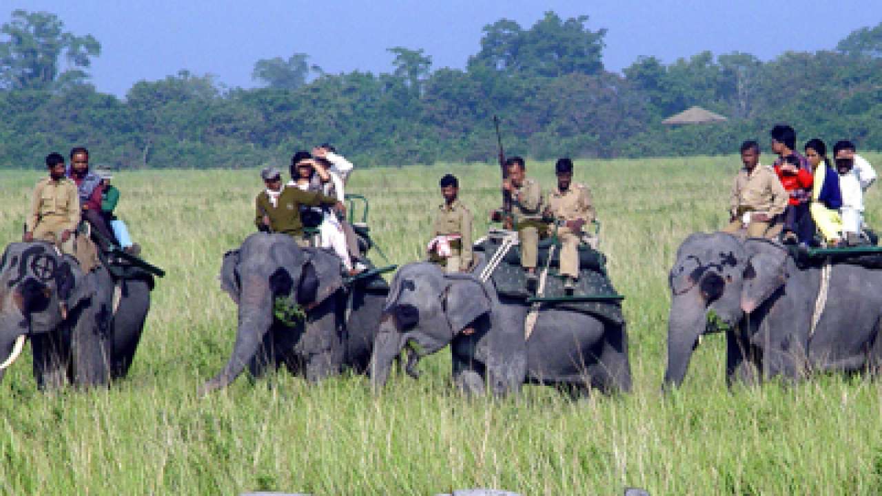 Another rhino killed in a week in Kaziranga