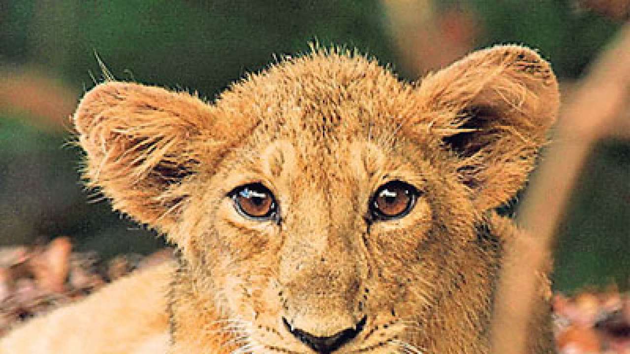 Is Gujarat losing the lead in lion conservation?