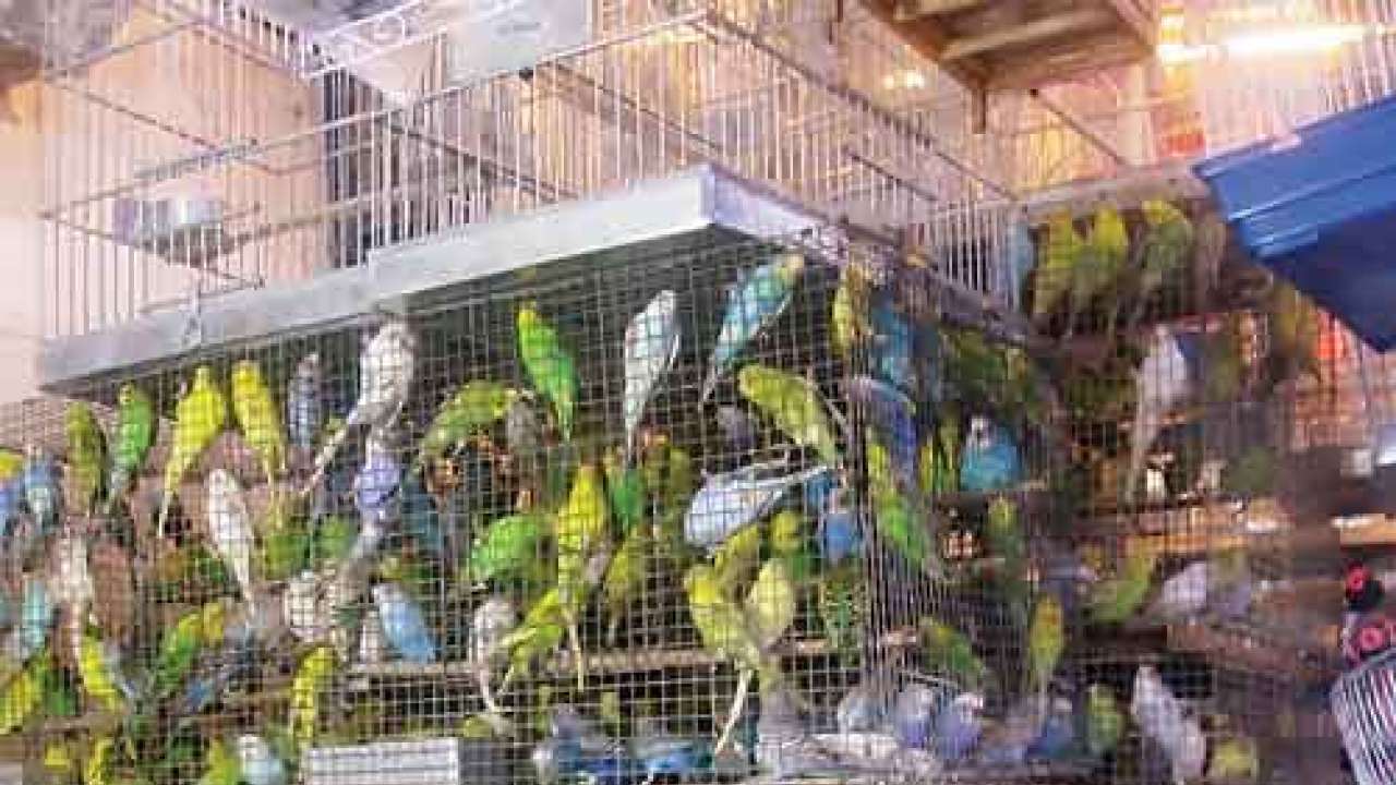 Endangered animals, birds seized in Ghaziabad