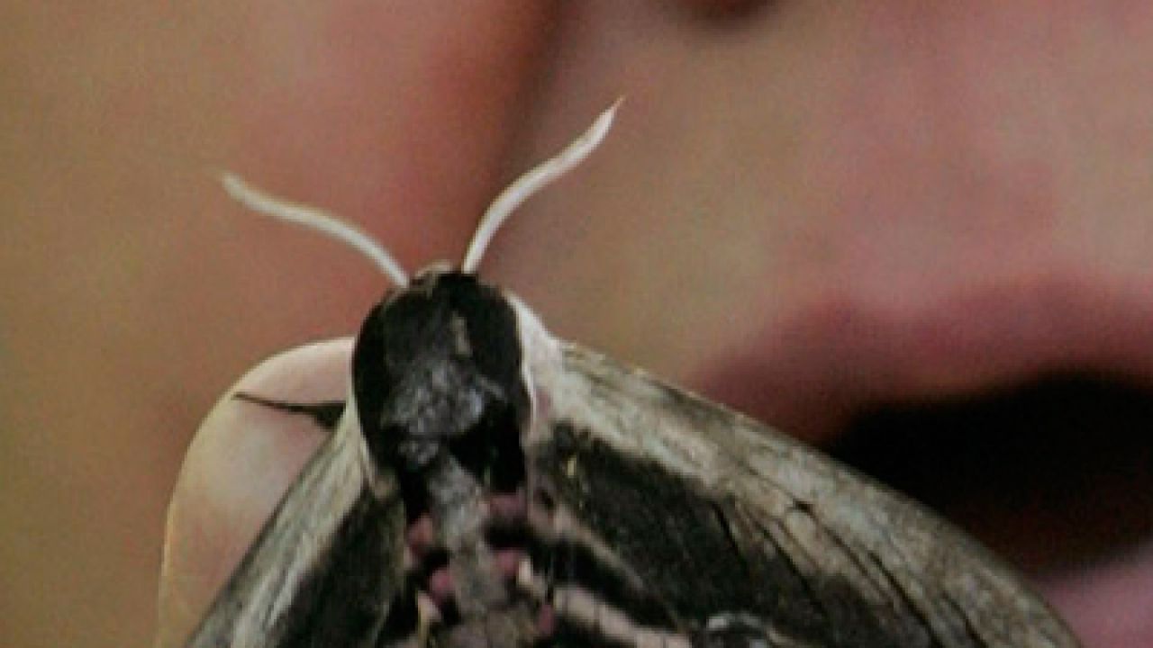 Researchers discover 'pheromones' in air unite male and female moths