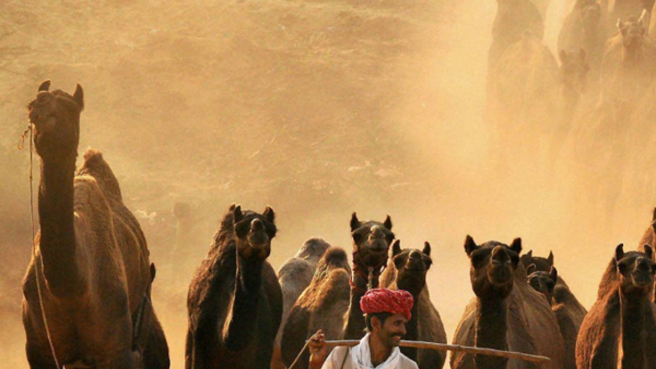 Foreign tourists throng pushkar fair; security reviewed