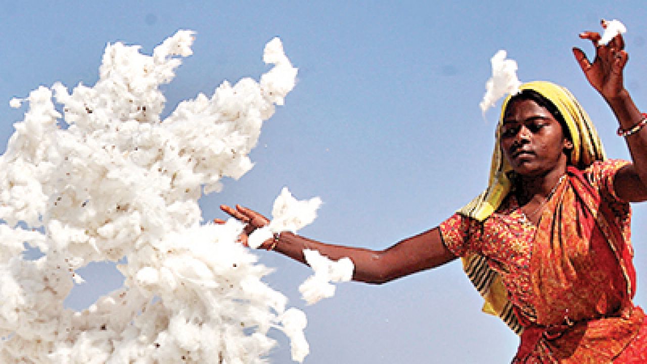 Farmers demand Rs 7,000 per quintal for cotton