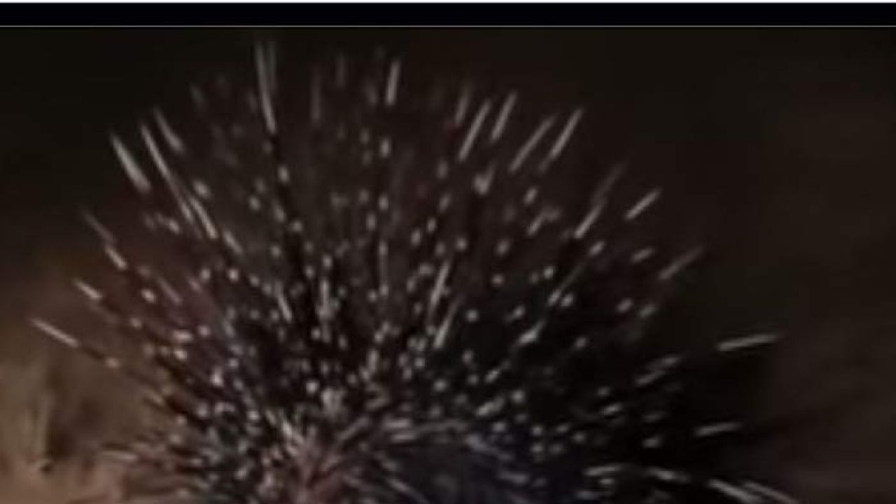 Video Brave porcupine takes on 13 lions, wins the battle