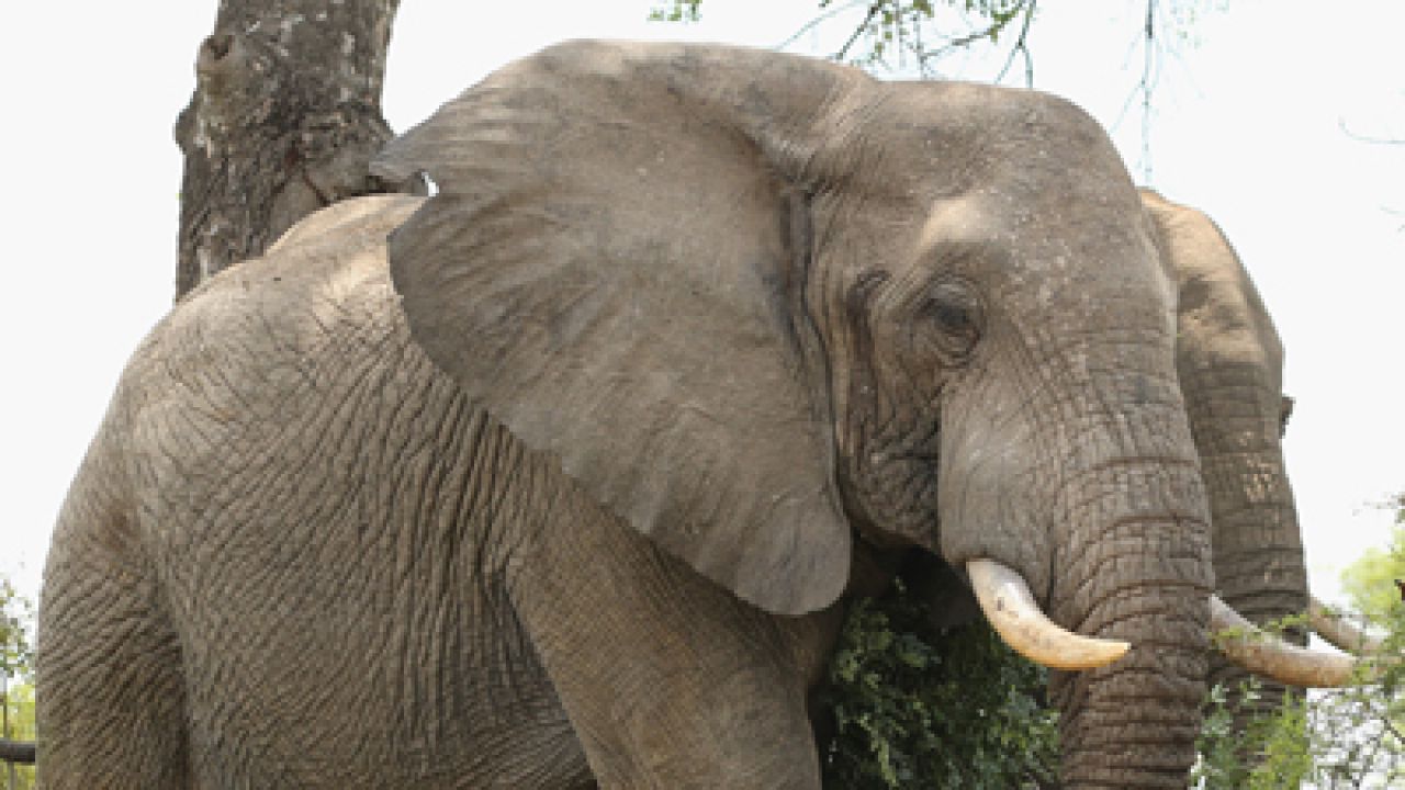 Elephant dies after coming in contact with live wire in odisha