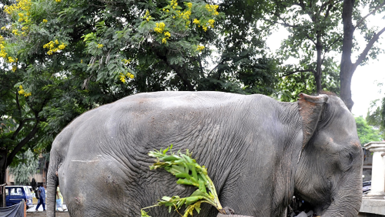 old age home to come up for elephants of kerala old age home to come up for elephants