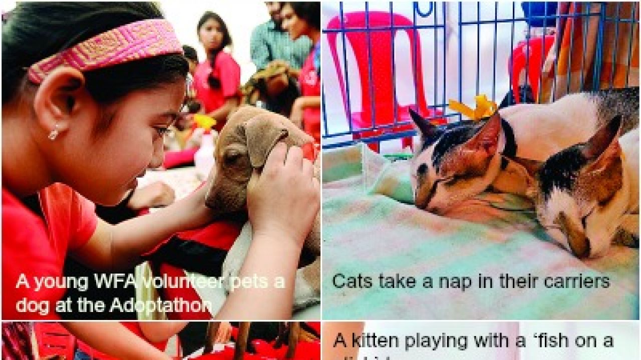For pet's sake