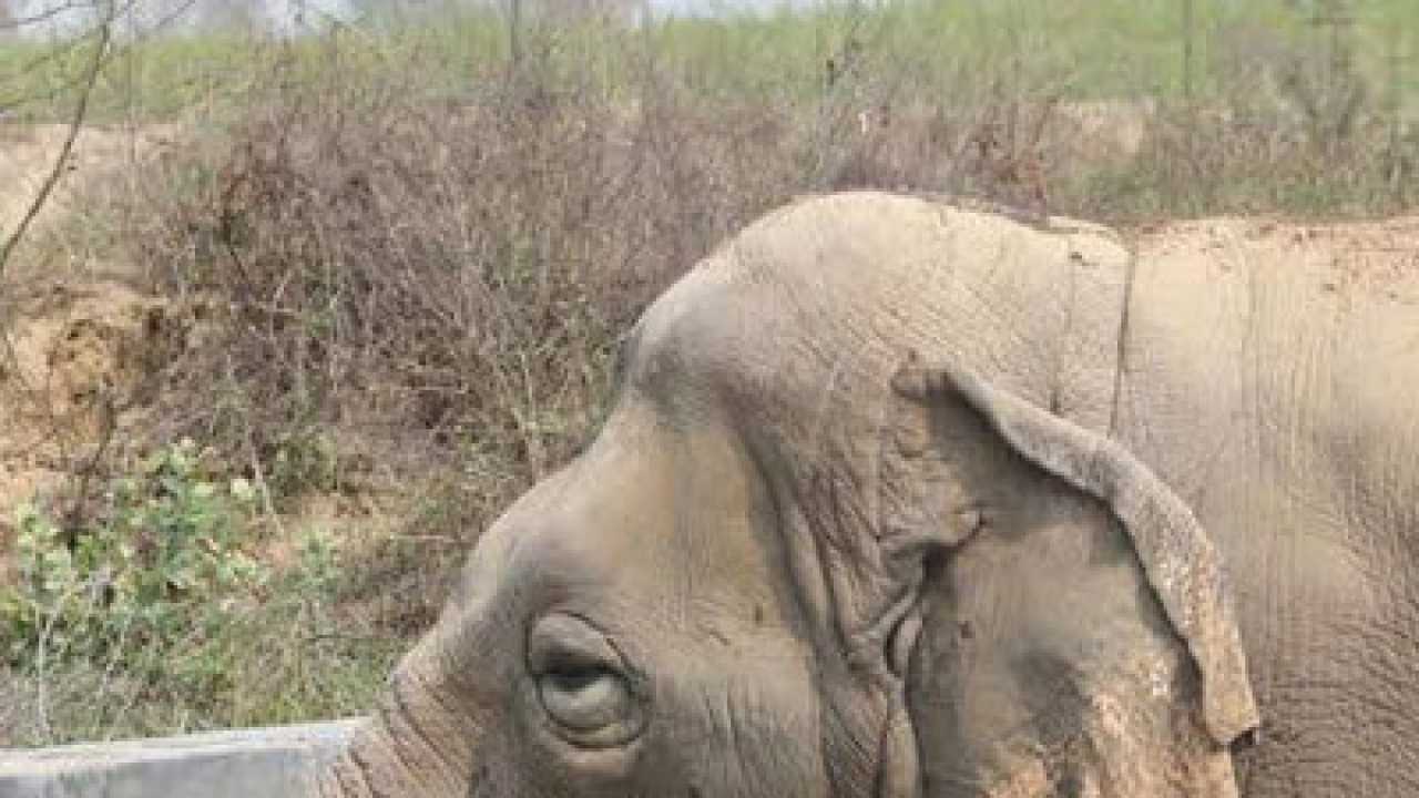 webdesignbyeve Elephant Insurance Parent Company