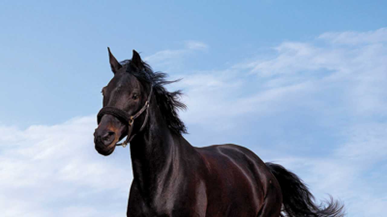 In defence of animals