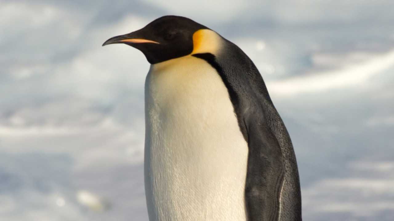 New study shows how emperor penguin's survived last Ice Age New study shows how emperor penguin's survived last Ice Age
