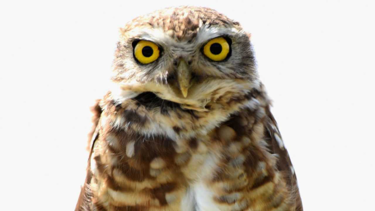 Harry Potter's poor owls are living a 'nightmare' PETA