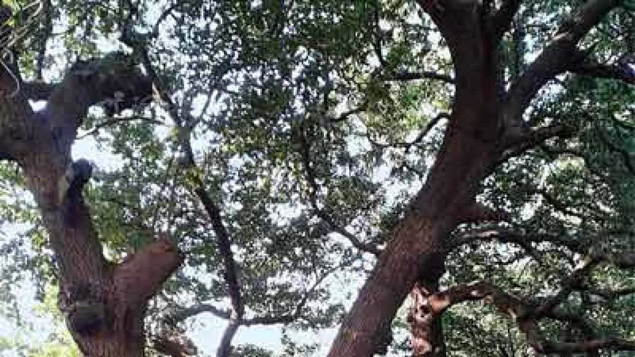 Big Brothers expect rakhis from hapless Aarey trees