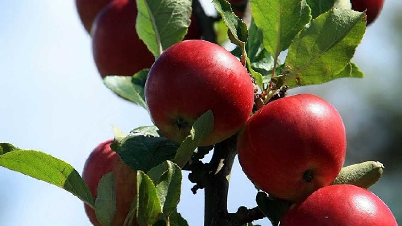 An apple a day may not really keep the doctor away