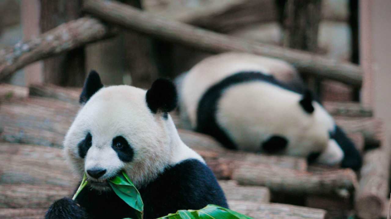 8 Minute Video Of Mating Pandas May Inspire Others To Boost Fertility Rates